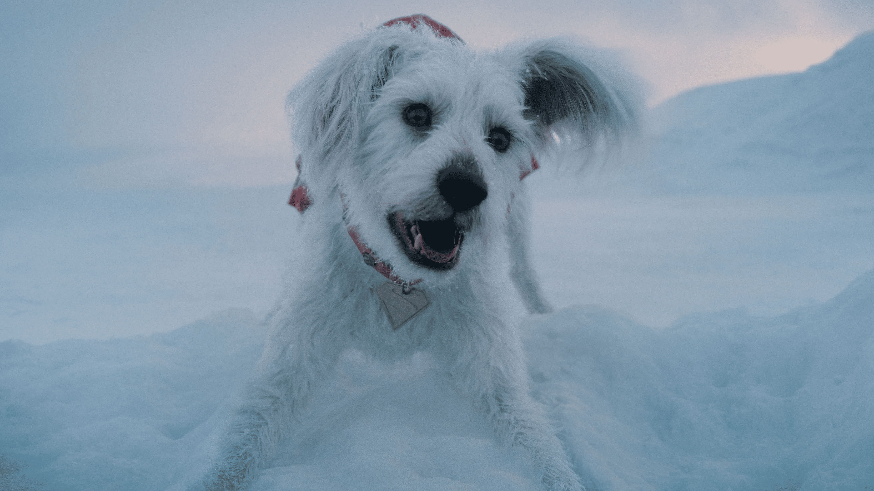 Krypto dans le film Superman 2025